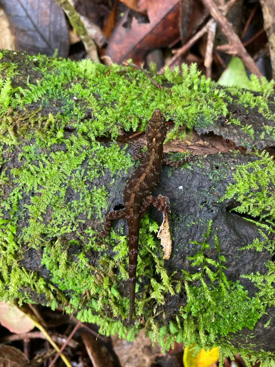 Cnemaspis godagedarai